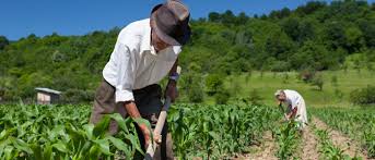 APOSENTADORIA POR IDADE RURAL: COMPROVAÇÃO DA ATIVIDADE DE LAVRADOR