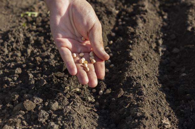 ATIVIDADE ESPECIAL: CORTE DE CANA