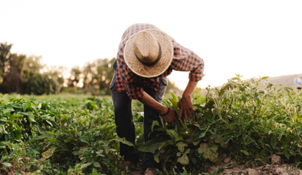 COMPROVAÇÃO DA ATIVIDADE DE LAVRADOR