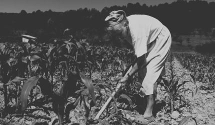 Requisitos da aposentadoria do trabalhador rural